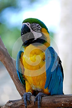 Colorful parrot