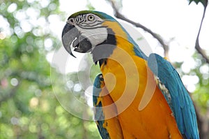 A colorful parrot