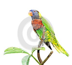 Colorful parrot