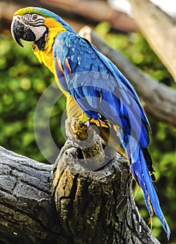 Colorful Parrot