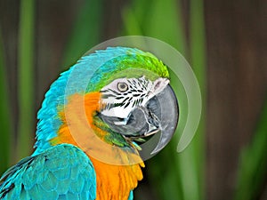 Colorful parrot