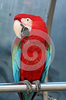 COLORFUL PARROT