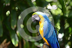 Colorful Parrot