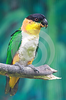 Colorato pappagallo 