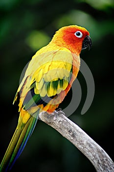 Colorful Parrot