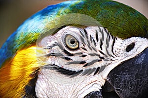 Colorful parrot ara portrait closeup