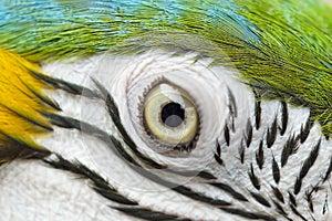 Colorful parrot bird,blue and gold macaw