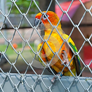 Colorful parrot bird sitting in birdcage