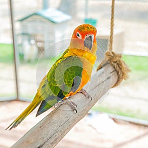 Colorful parrot bird sitting on the perch