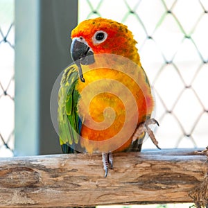 Colorful parrot bird sitting on the perch