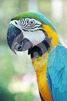 Colorful parrot birds