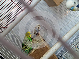 Colorful parrot in cage. Two Parrot Green And Sky Blue