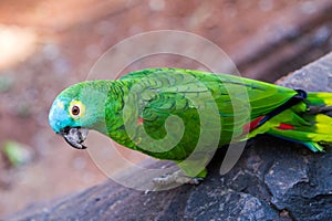 Colorful parrot closeup