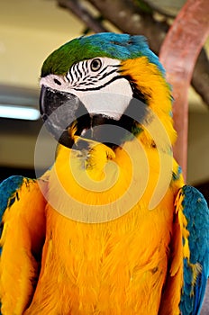 Colorful parrot closeup shot
