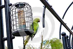 Colorful parrot eating