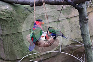 A colorful parrot eating him food from small bowl