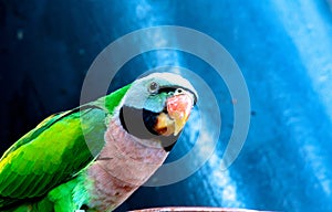 Colorful parrot at the feeding bowl in the zoo