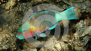 Colorful Parrot Fish