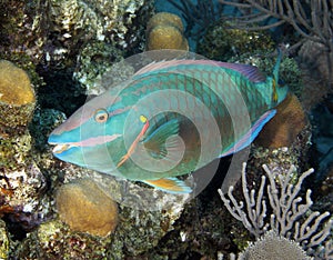 Colorful parrot fish hiding in coral, costa rica