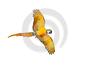 Colorful parrot flying against a white background.