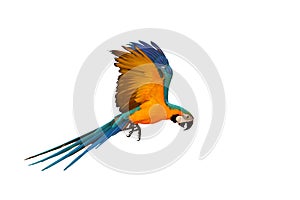 Colorful parrot flying against a white background.