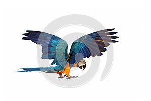 Colorful parrot flying against a white background.