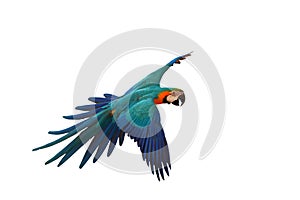 Colorful parrot flying against a white background.