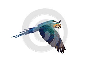 Colorful parrot flying against a white background.