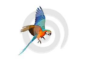 Colorful parrot flying against a white background.