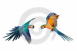 Colorful parrot flying against a white background.