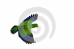 Colorful parrot flying isolated on white.