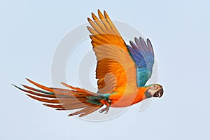 Colorful parrot flying in the sky.