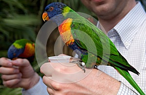 Colorful parrot on a hand photo