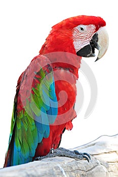 Colorful parrot isolated