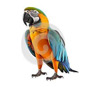 colorful parrot isolated on white background