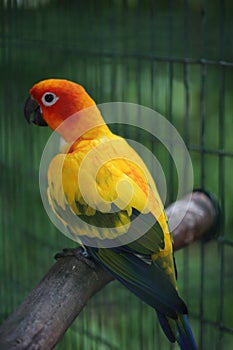 Colorful parrot, Jungle Island, Miami, Florida