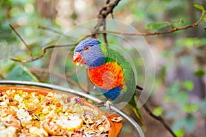 Colorful Parrot in Loro Park, Tenerife