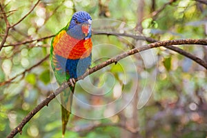 Colorful Parrot in Loro Park, Tenerife photo