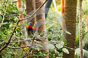 Colorful Parrot in Loro Park, Tenerife