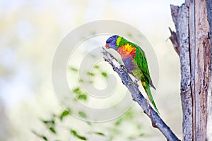 Colorful parrot lory at the zoo