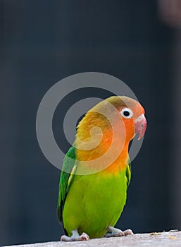 Colorful parrot ( love bird )