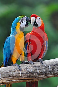 Colorful parrot love bird macaw