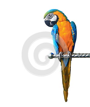 Colorful parrot macaw isolated