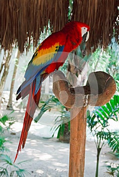 The colorful parrot macaws in Xcaret park Mexico