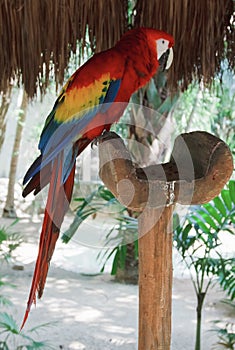 The colorful parrot macaws in Xcaret park Mexico. Tropical bird, wild macao