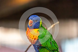 A colorful parrot is perched on a branch
