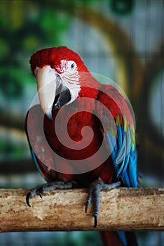 Colorful Parrot - Red Blue Orange Macaw at the Zoo over Bars