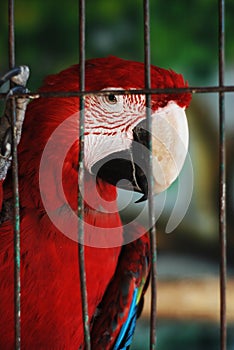 Colorful Parrot - Red Blue Orange Macaw at the Zoo over Bars