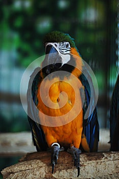 Colorful Parrot - Red Blue Orange Macaw at the Zoo over Bars