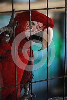 Colorful Parrot - Red Blue Orange Macaw at the Zoo over Bars